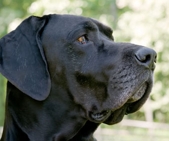 Great dane